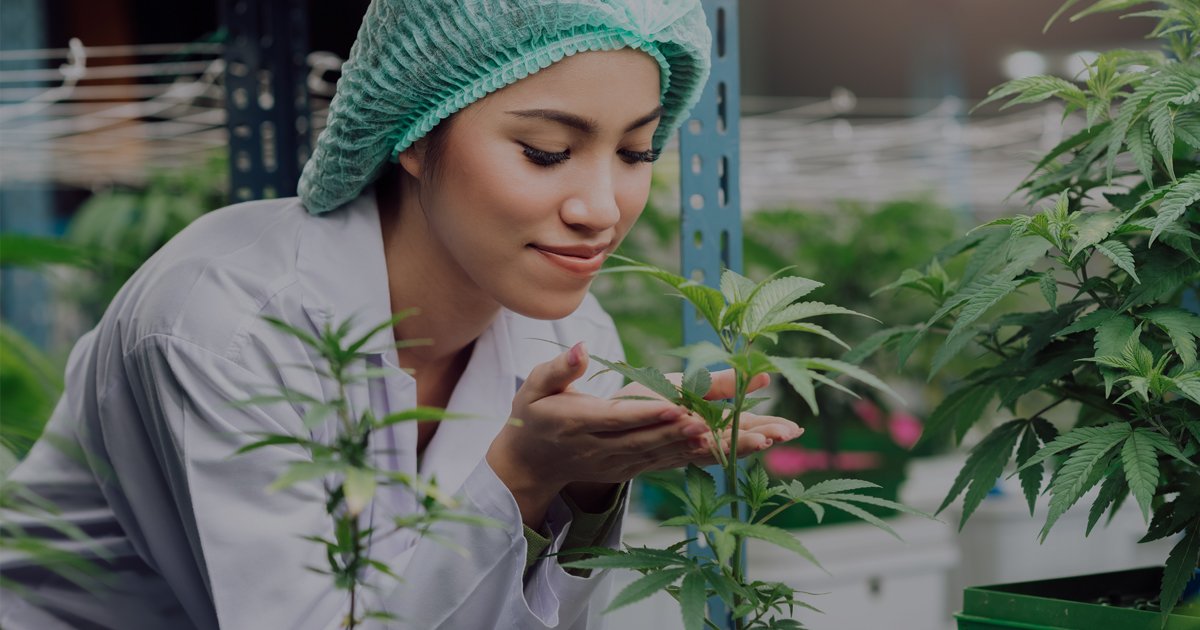 Blunt Wrap Manufacturers