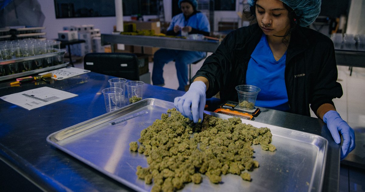 Sorting and cleaning hemp flowers for pre rolled cones 